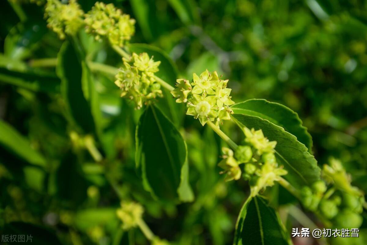 枣花病最新